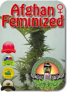 vacouver-afghan-feminized-seeds