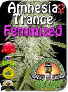 vancouver-amnesia-trance-feminized-seeds
