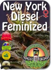 vancouver-ny-diesel-feminized