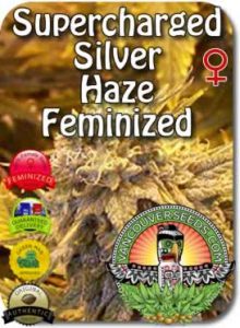 vancouver-silver-haze-feminized-cbd