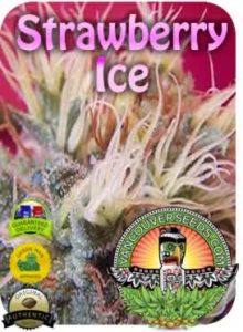 vancouver-strawberry-ice